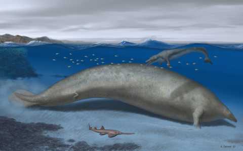 il cetaceo Perucetus colossus