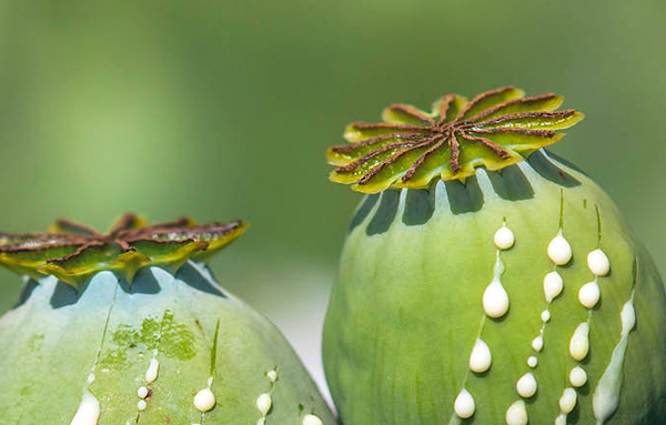 Opium: How it shaped Human History and Society