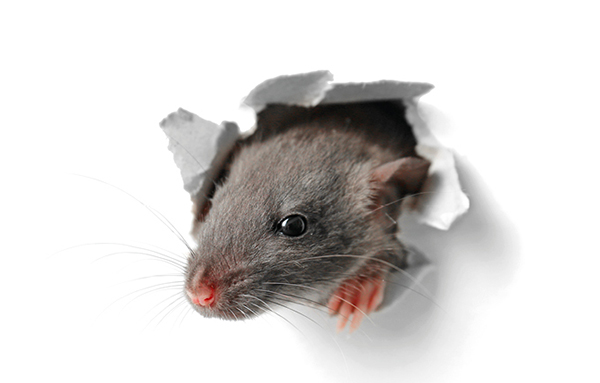 Neural Circuits of Social Cognition