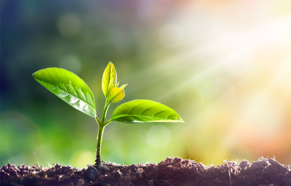 Agroecology transition towards sustainable food systems