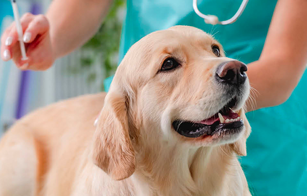 Il medico veterinario
