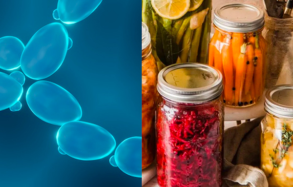 Fermentazioni spontanee vegetali