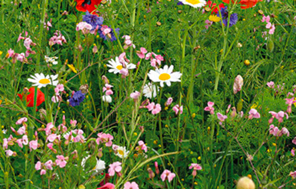 Che fiore è questo?