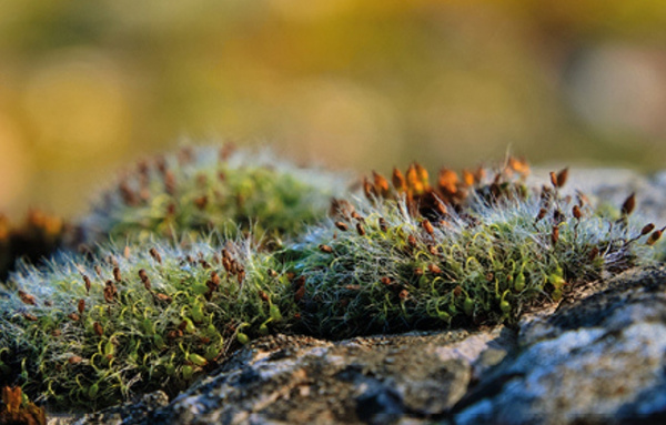 Unicam racconti di natura - Immagini, Parole, Emozioni