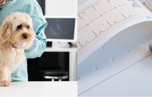 Giornata inaugurale - Master in Cardiologia Veterinaria