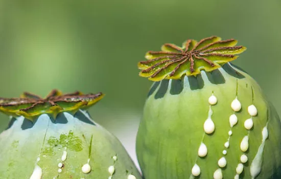 Opium: How it shaped Human History and Society