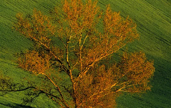 Bellezza, importanza e natura dei paesaggi rurali alto collinari Bellezza, importanza e natura dei paesaggi rurali alto collinari