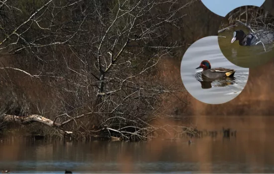 Vola, nuota, galleggia: alla scoperta dell’avifauna di palude