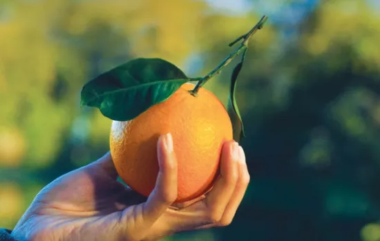 Le Arance della Salute