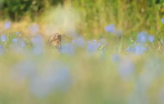 Corso di introduzione alla Fotografia naturalistica